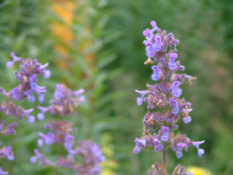 Nepeta 'Six Hills Giant' bestellen